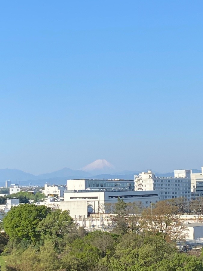 今朝の富士山