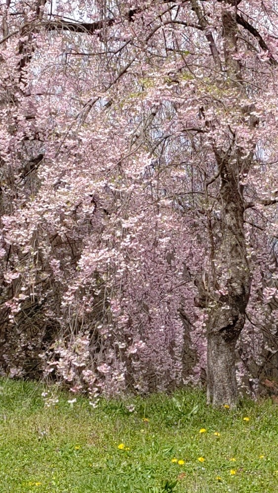 舞鶴山の桜🌸🌸🌸