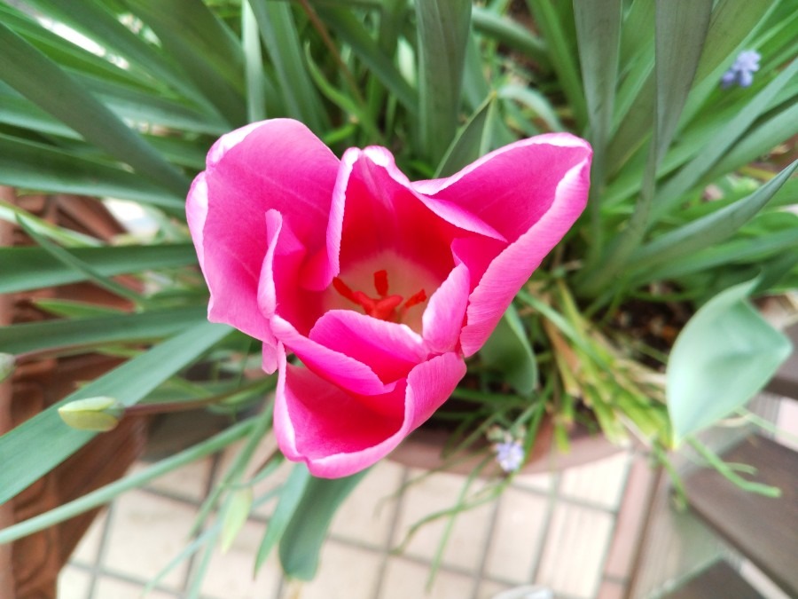 お花！