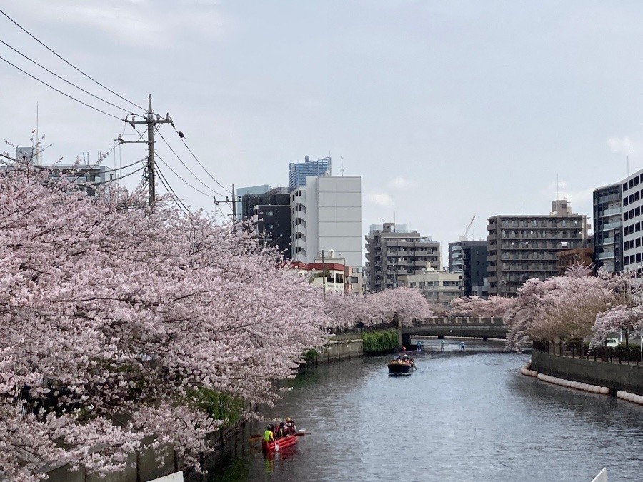 大岡川②