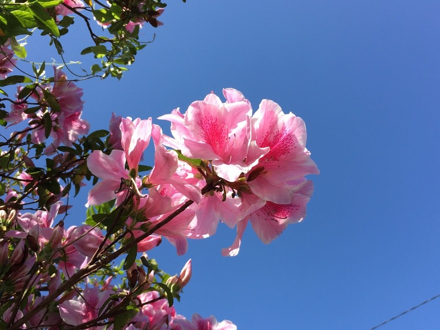 ⭕️ 綺麗な花🌸