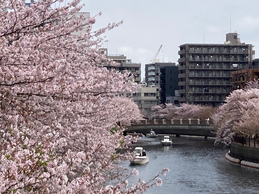 大岡川①