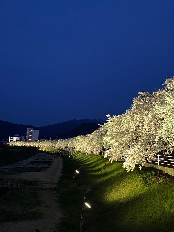 夜桜見物🌸🌸🌸