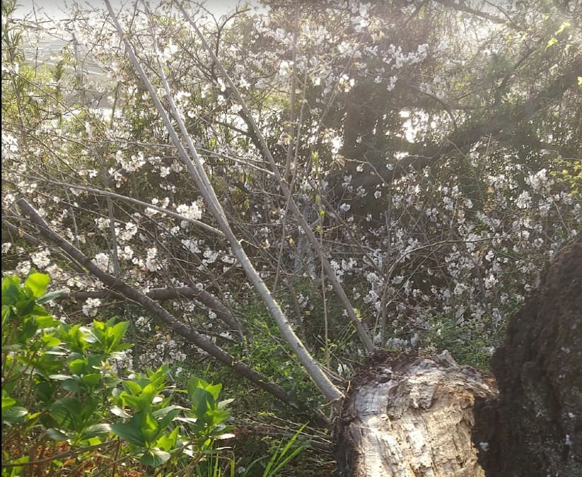 折れた桜の木