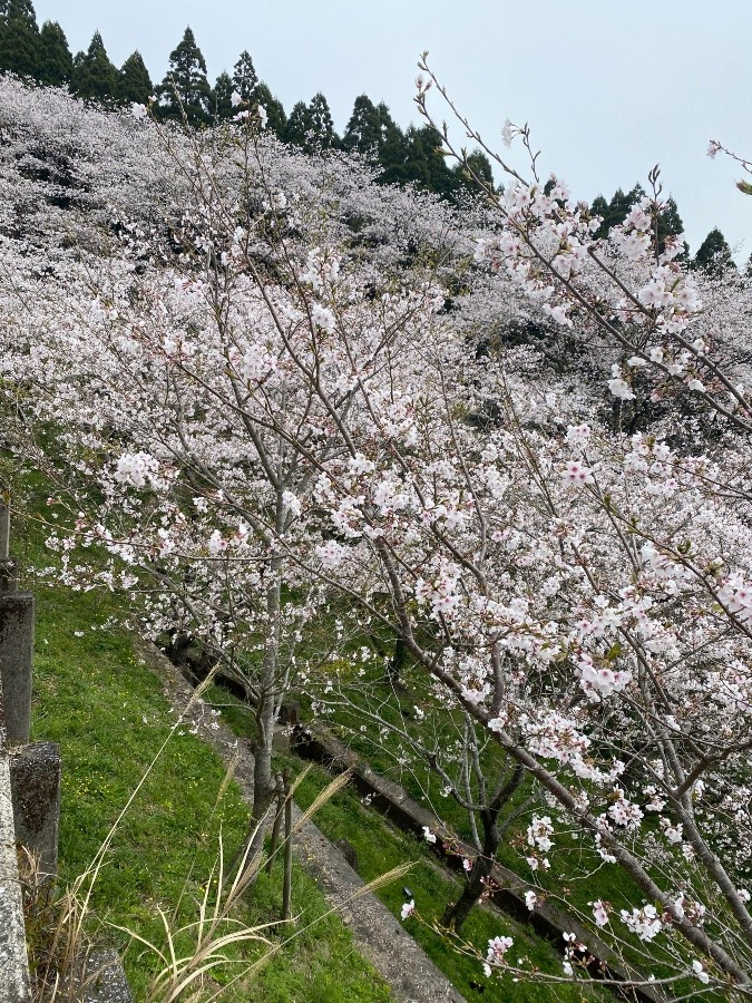 天ヶ城の桜❣️