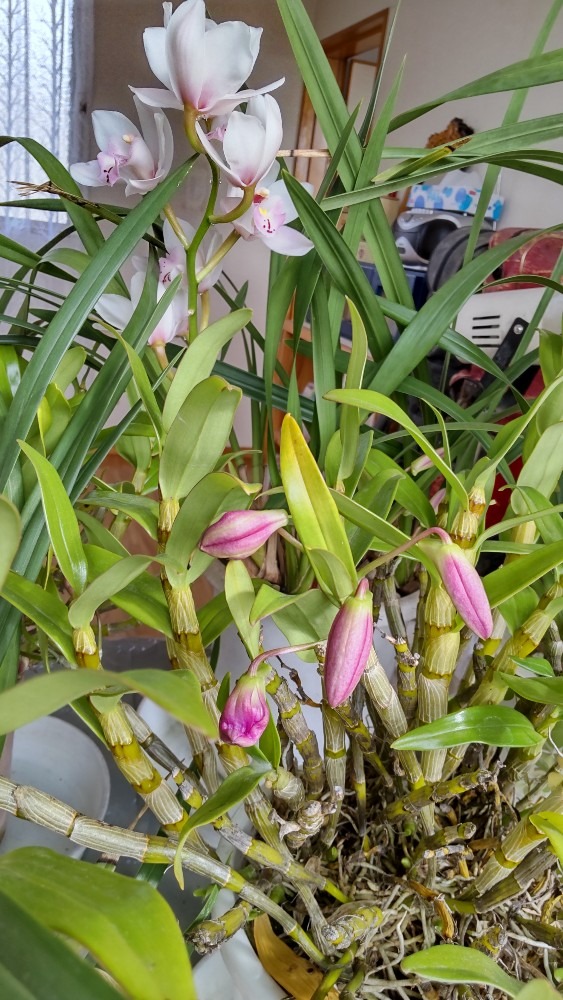 新しい観葉植物に花が❗️