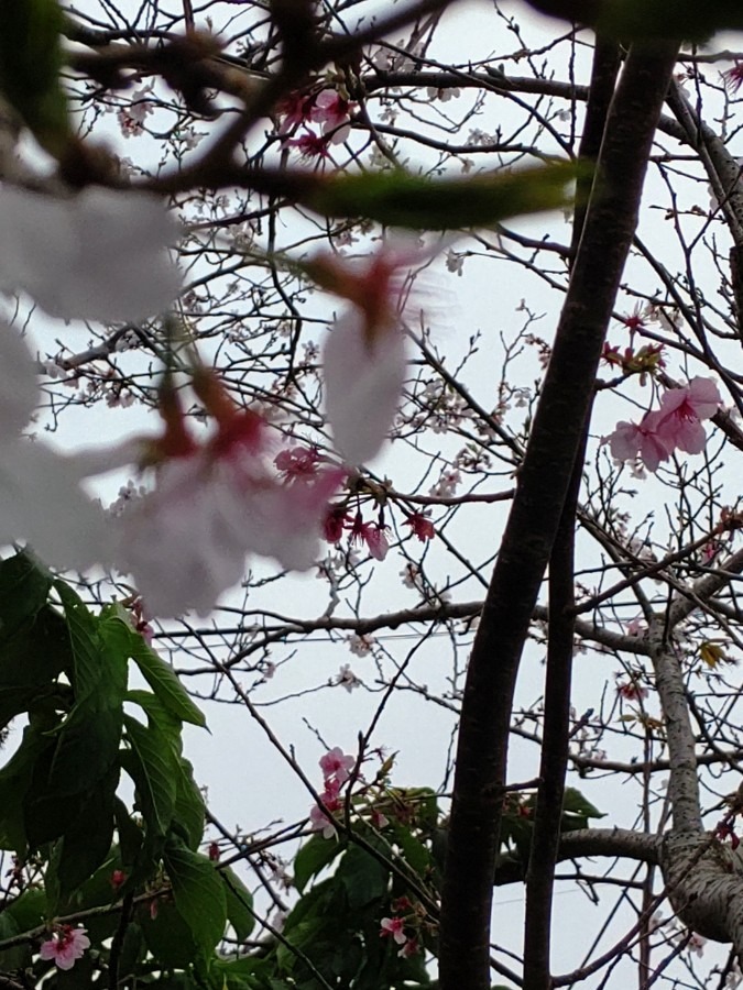 ソメイヨシノと河津桜