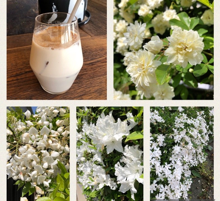 白い花シリーズのお花見散歩とチャイティーラテ