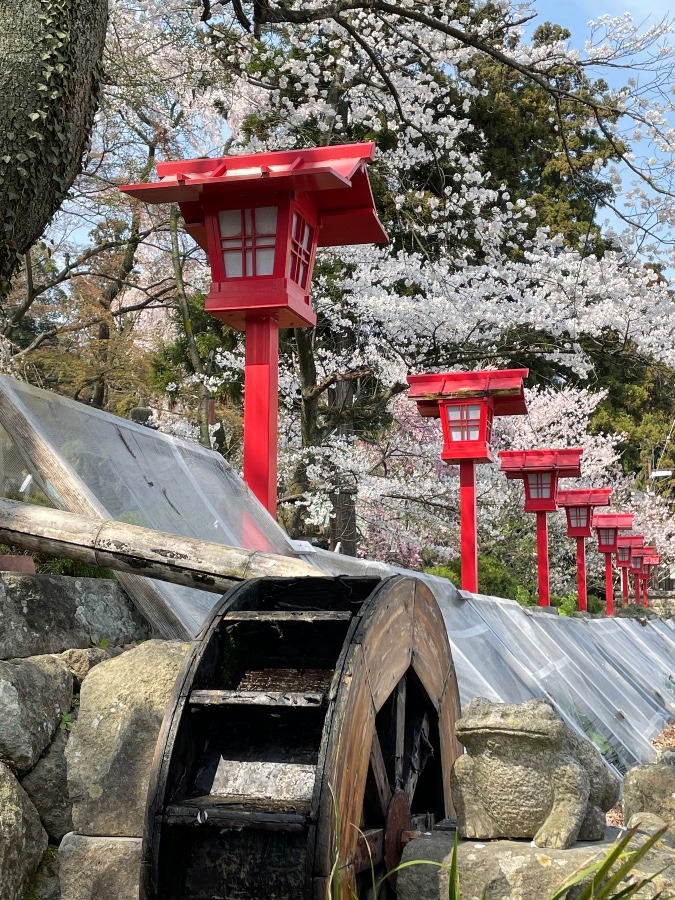 散り始めました🌸