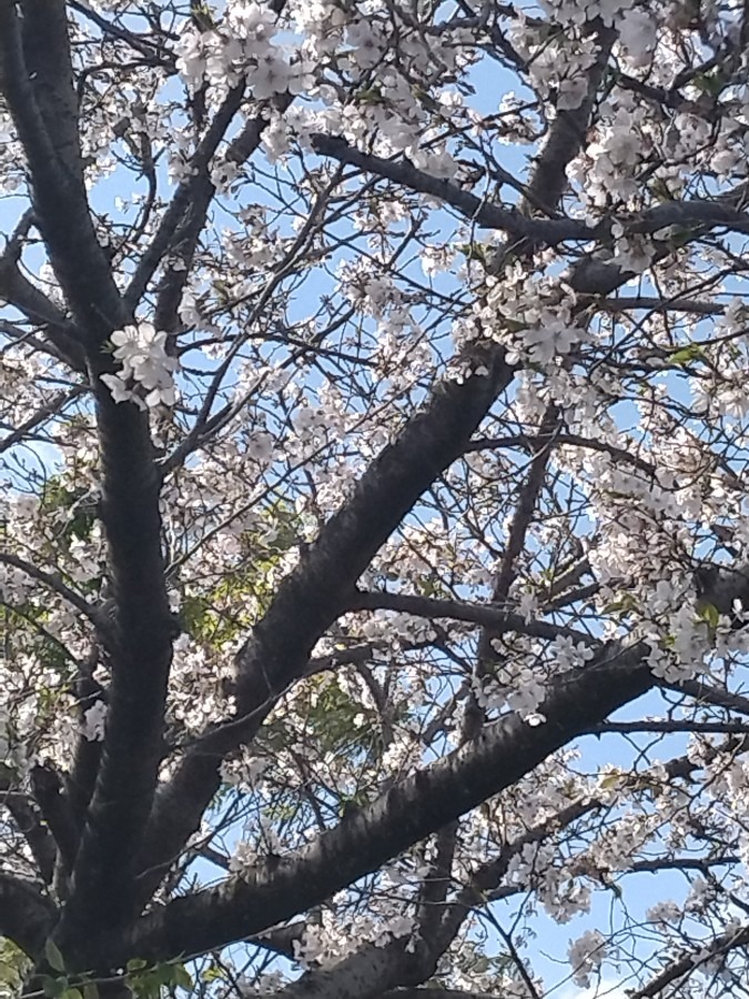 桜満開です!!