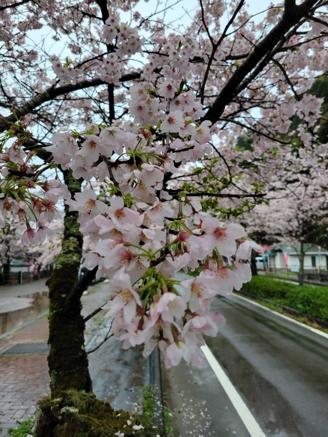 あの日の桜　島田市川根町家山の桜トンネルにて