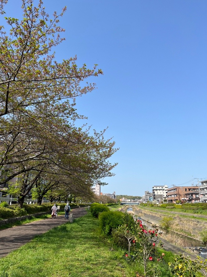 今朝の通勤路