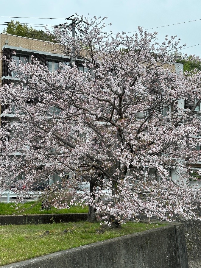 見納めの桜🌸