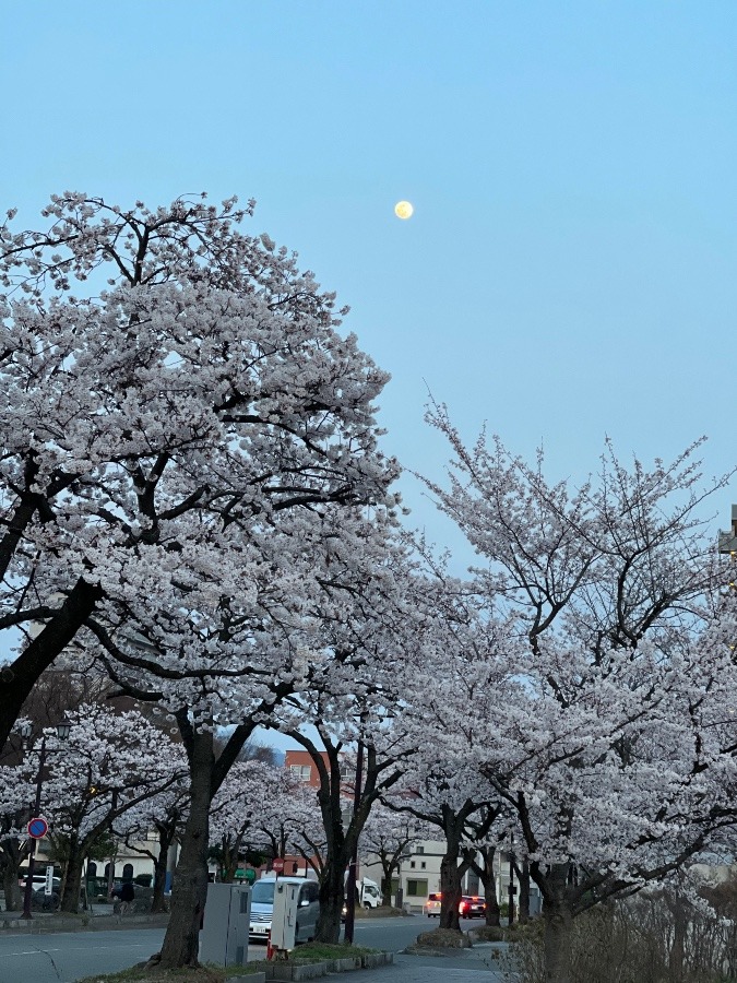 桜と月