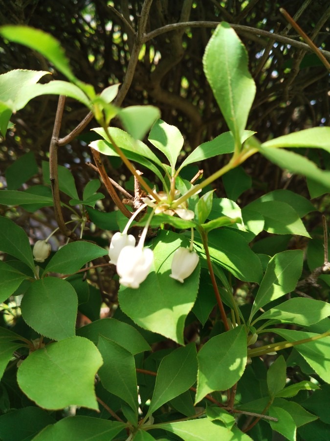 お花です！