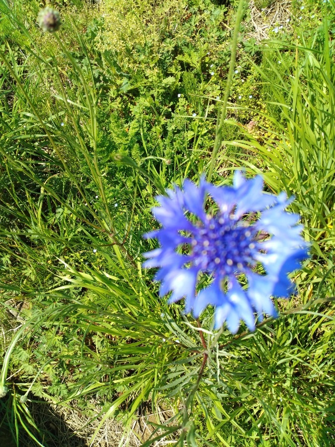 お花！