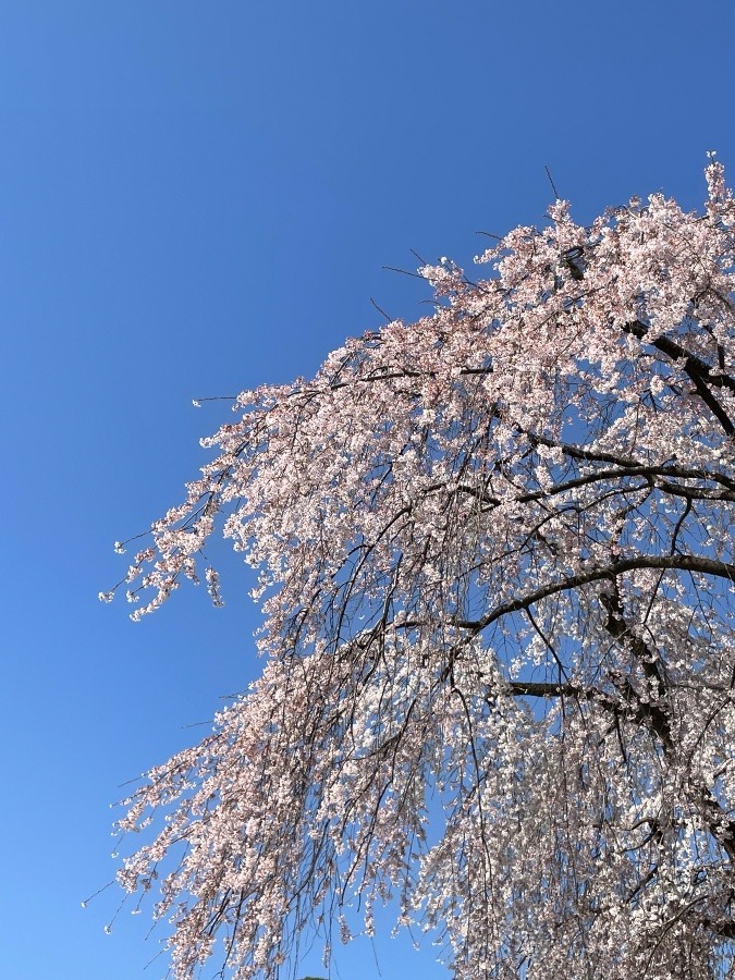 風に吹かれて