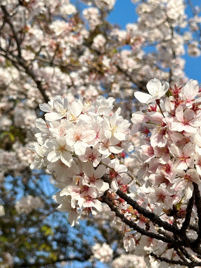 今年の桜☆伏見桃山城②