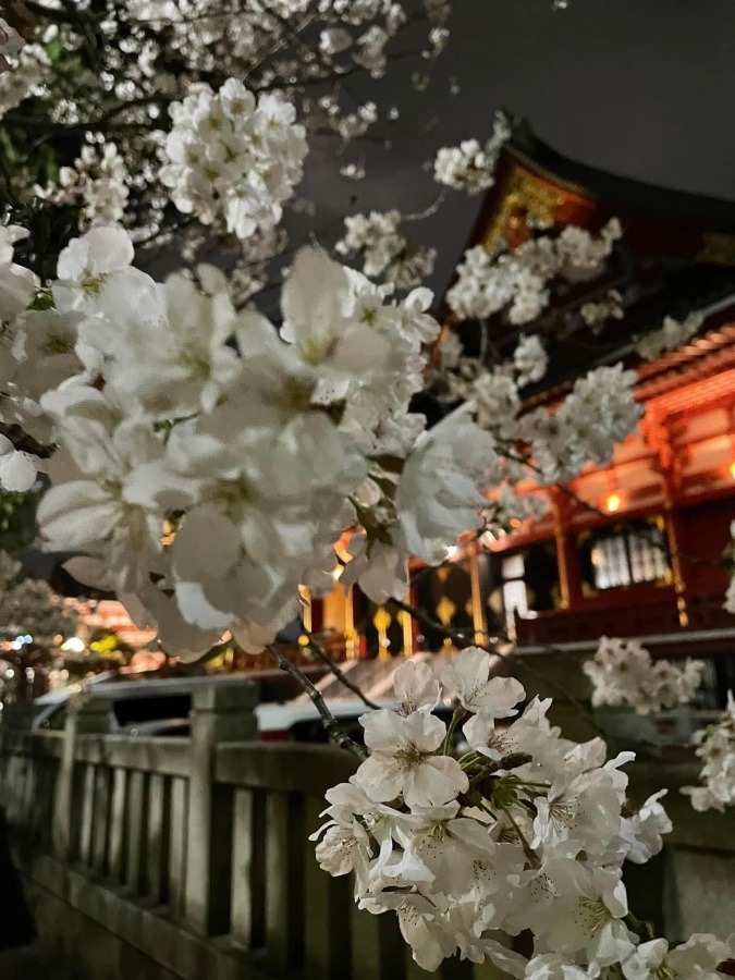 夜桜(^^)