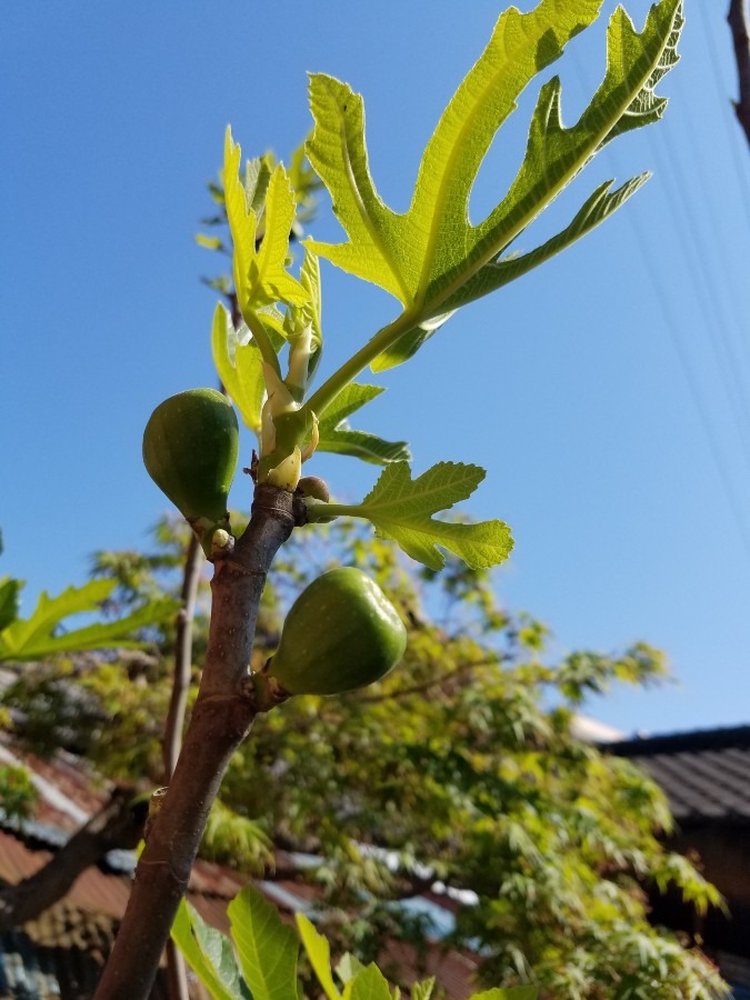 無花果