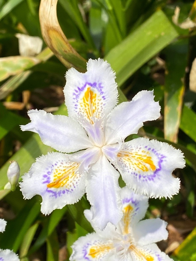 散歩コースに咲く💐🌸🌸🌸