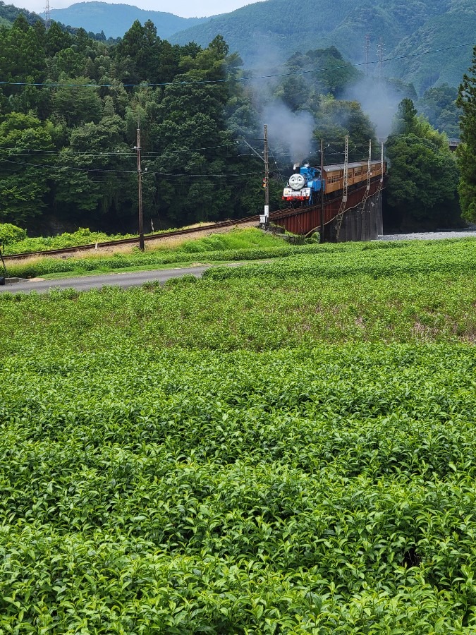 いよいよゴールデンウィーク間近静岡県の大井川鐵道では