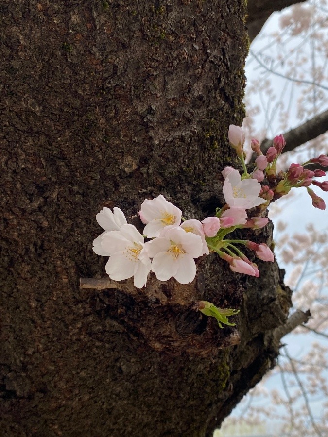 桜🌸