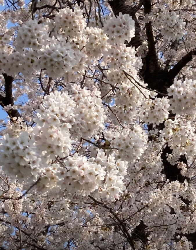 わ〜❣️桜もりもり満開❣️