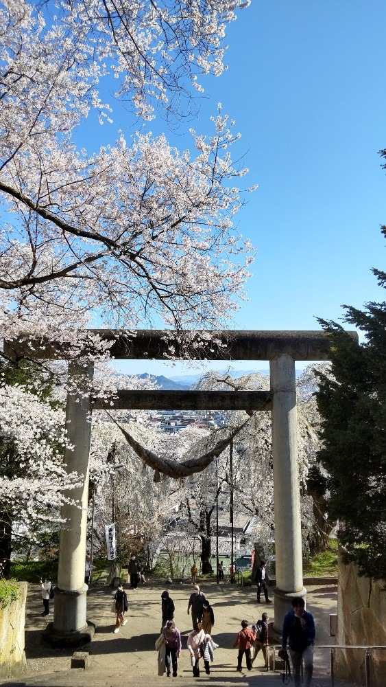 烏帽子山公園は桜が満開です