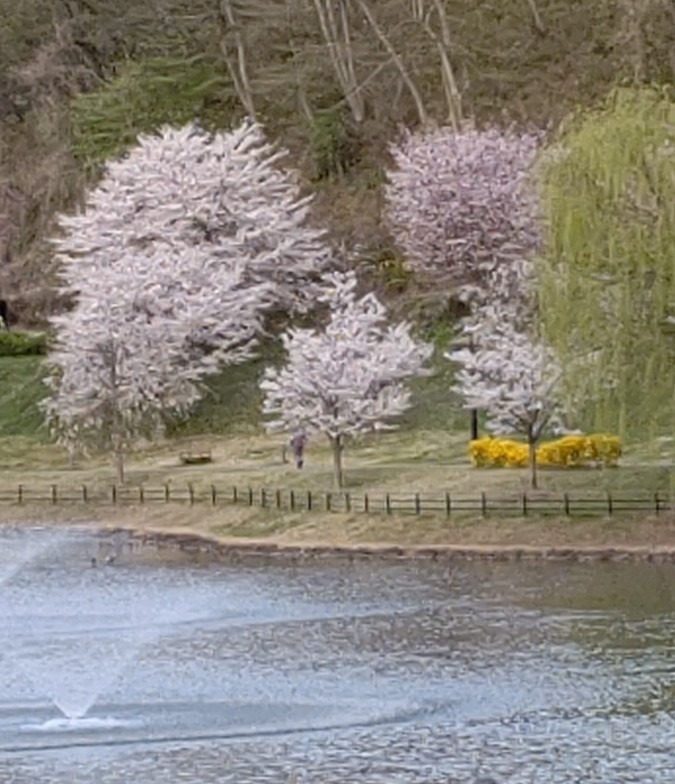 舞鶴山も満開🌸🌸🌸