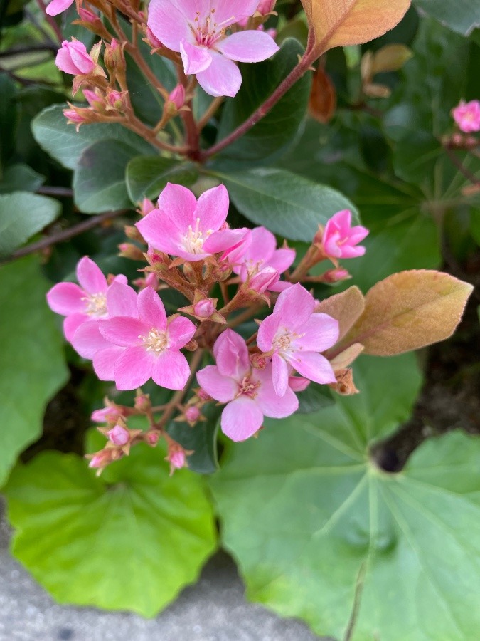 見つけました🌸