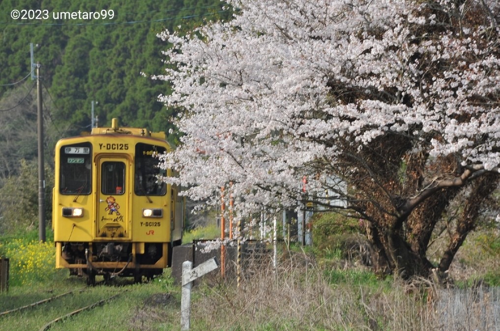 桜の古木と黄色い列車 (佐賀の風景)