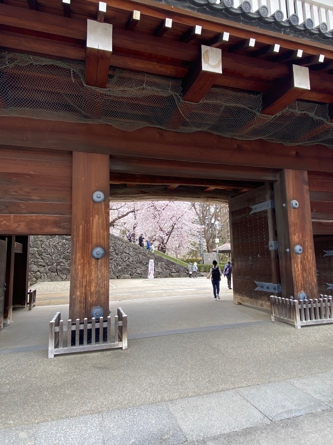 霞城公園入口の桜🌸🌸🌸