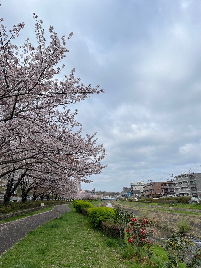 今朝の通勤路