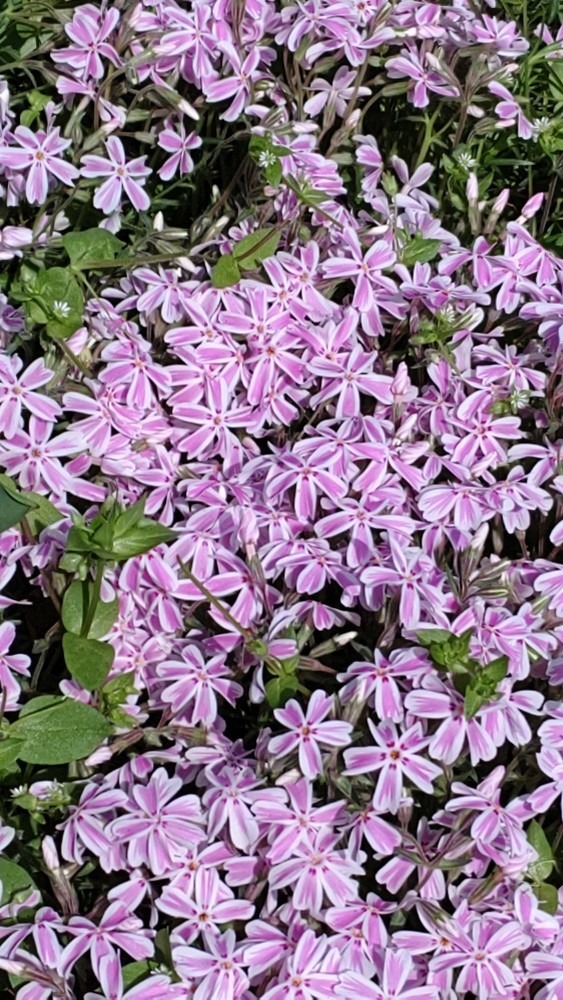 我が家の芝桜🌸