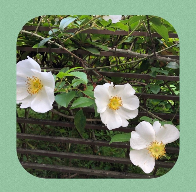 今日もお花見散歩で出会ったバラ❣️