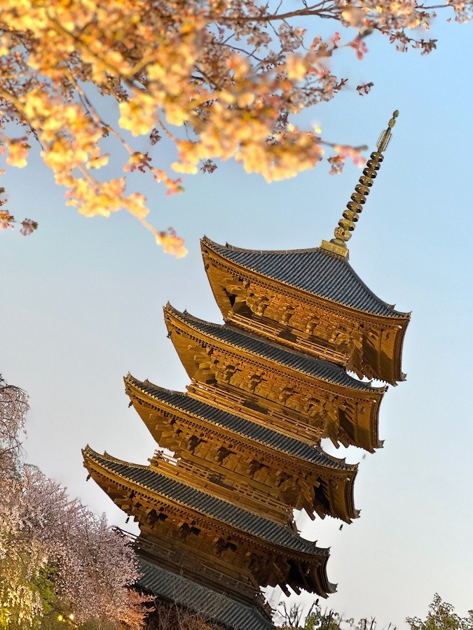 夕刻の桜【東寺】