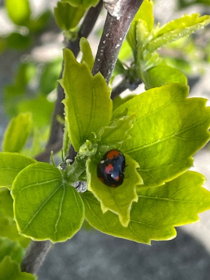 てんとう虫🐞