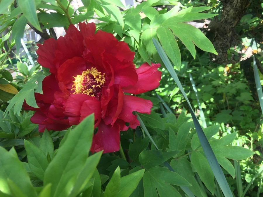 今年は、牡丹の花が咲きました。