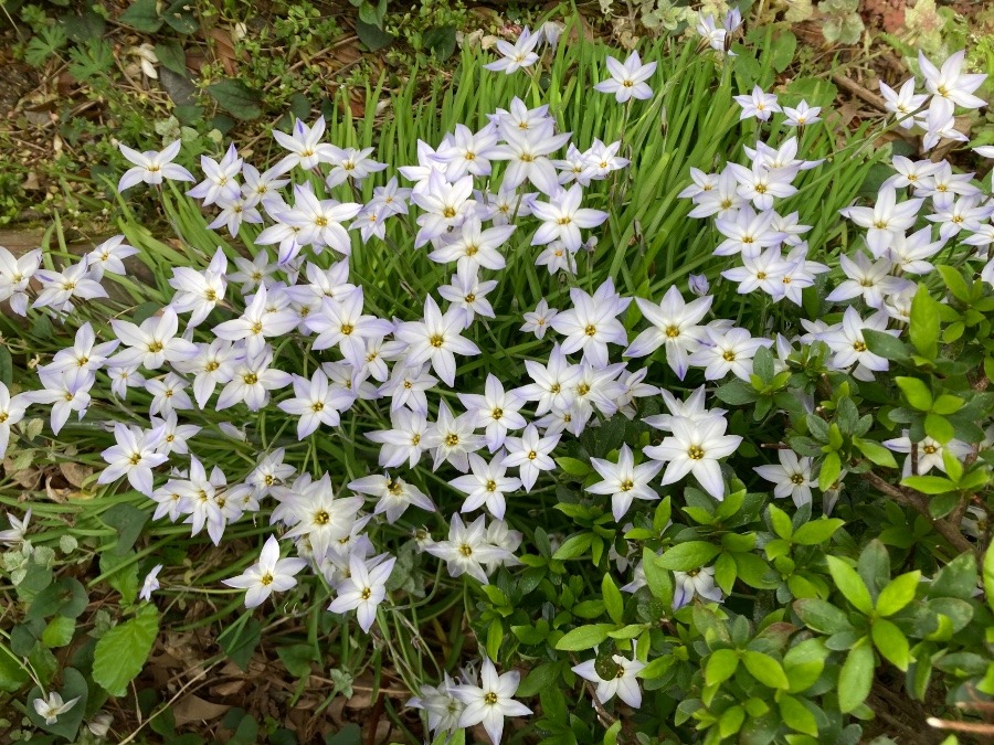 可愛いいお花達がお出迎え💕