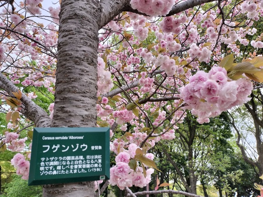 足立区舎人公園桜🌸②