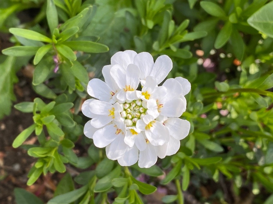 散歩コースに咲く花🌸🌸🌸