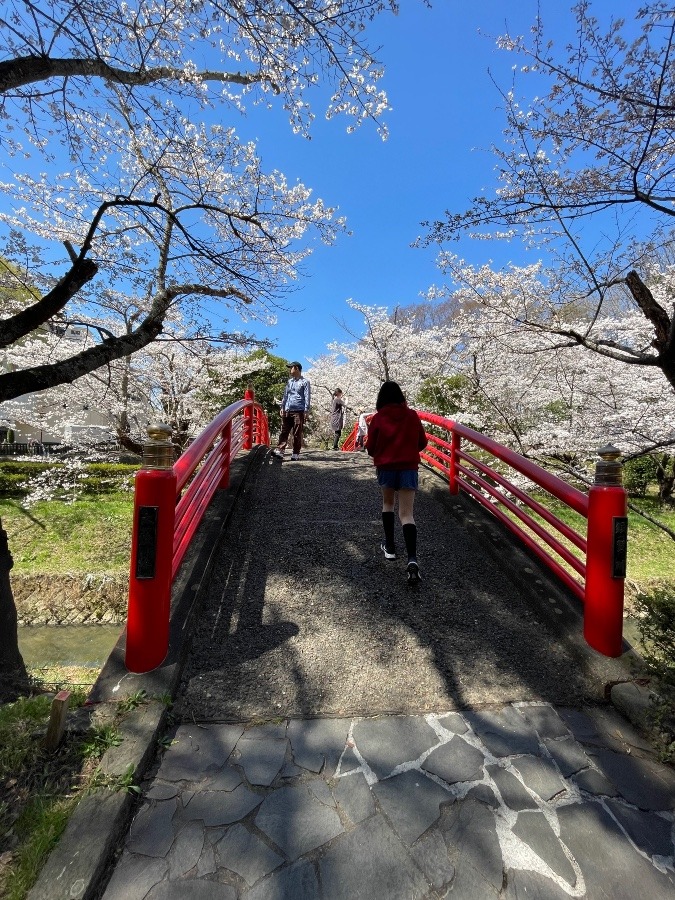 日本の春は、美しい(´∀｀*)🌸