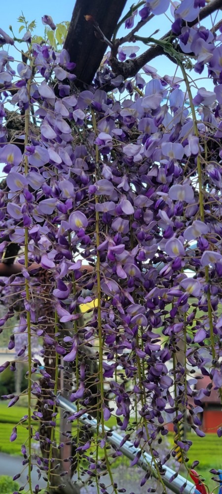 我が家の藤の花　今見頃です