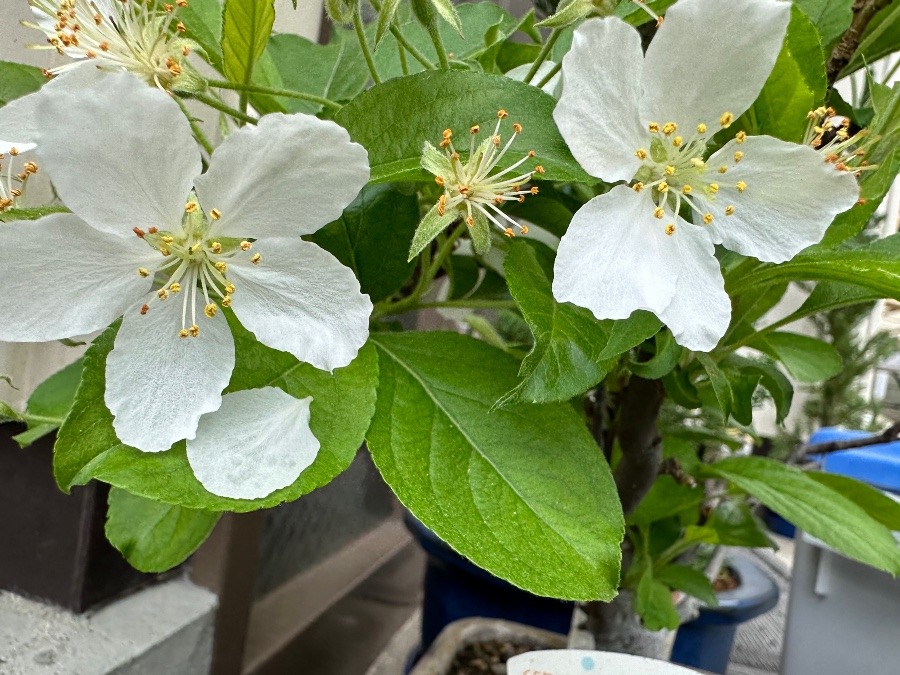 りんごの花