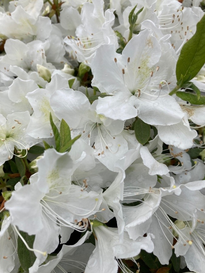 白い花は素敵💕