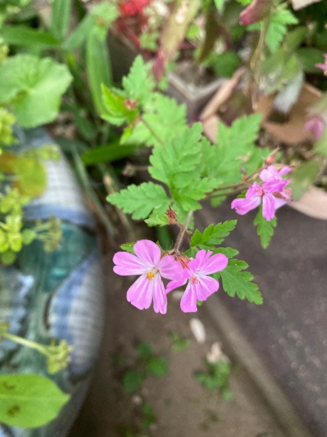 レストランの玄関に咲いた花💕