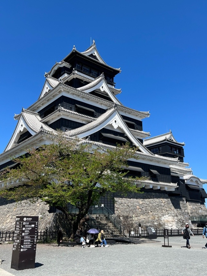 熊本城と桜だったらよかったけど