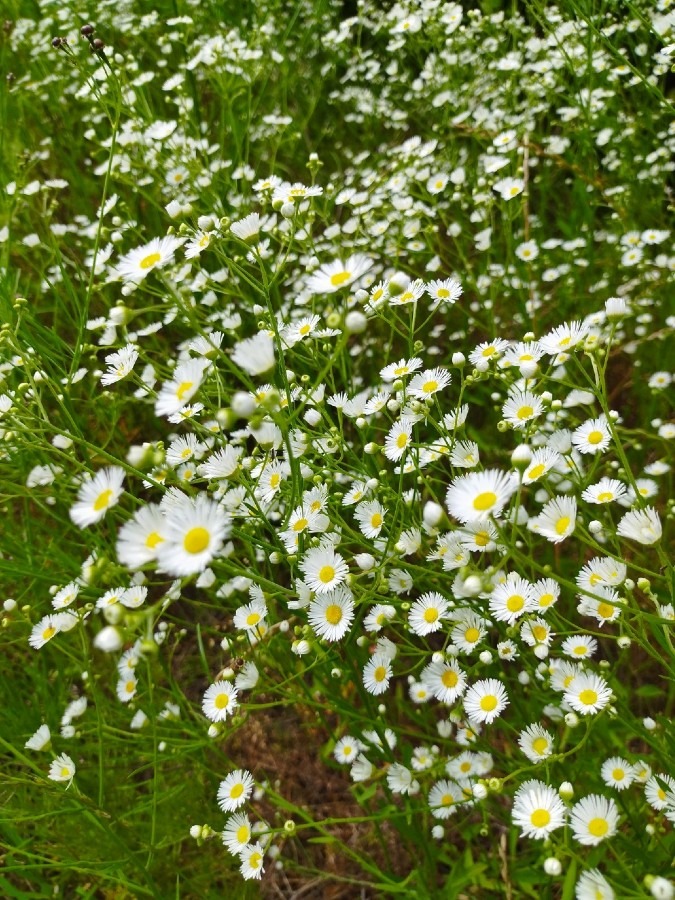 🌼空地で見つけた可愛いお花😊