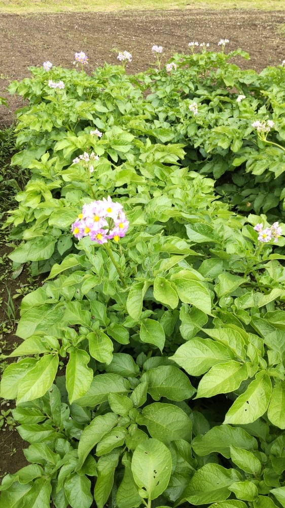 じゃが芋の花